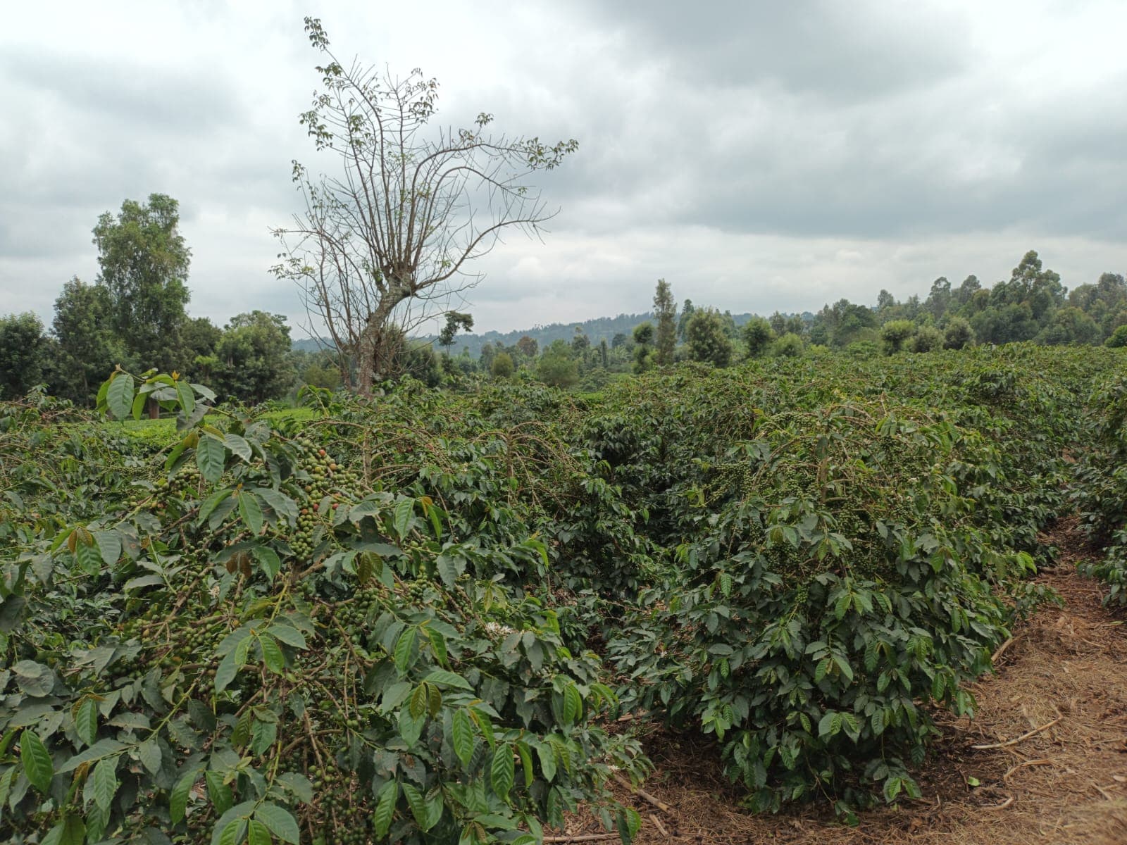 Coffee growing on the fertile volcanic slopes of the East African highlands