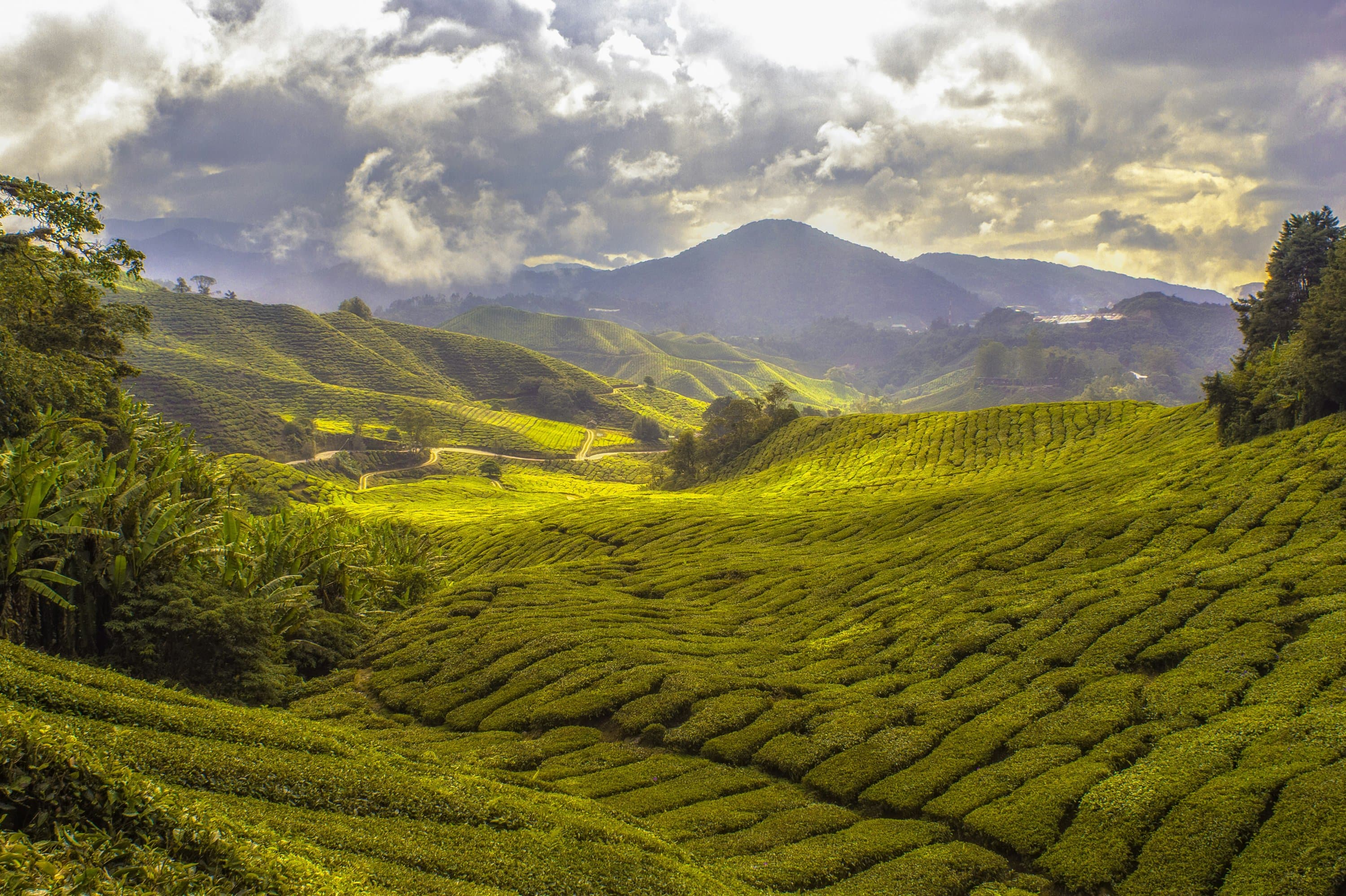 Lush green coffee plants growing on the volcanic slopes of Kirinyaga, Kenya