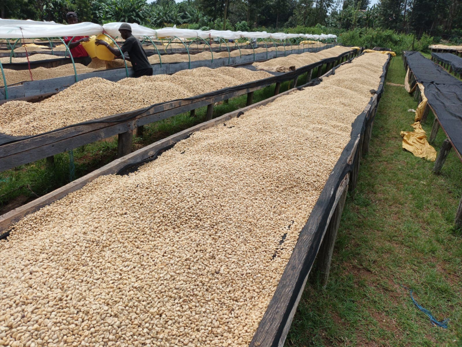 Coffee farmers working in the highlands, tending to coffee plants on a sloped farm with careful attention